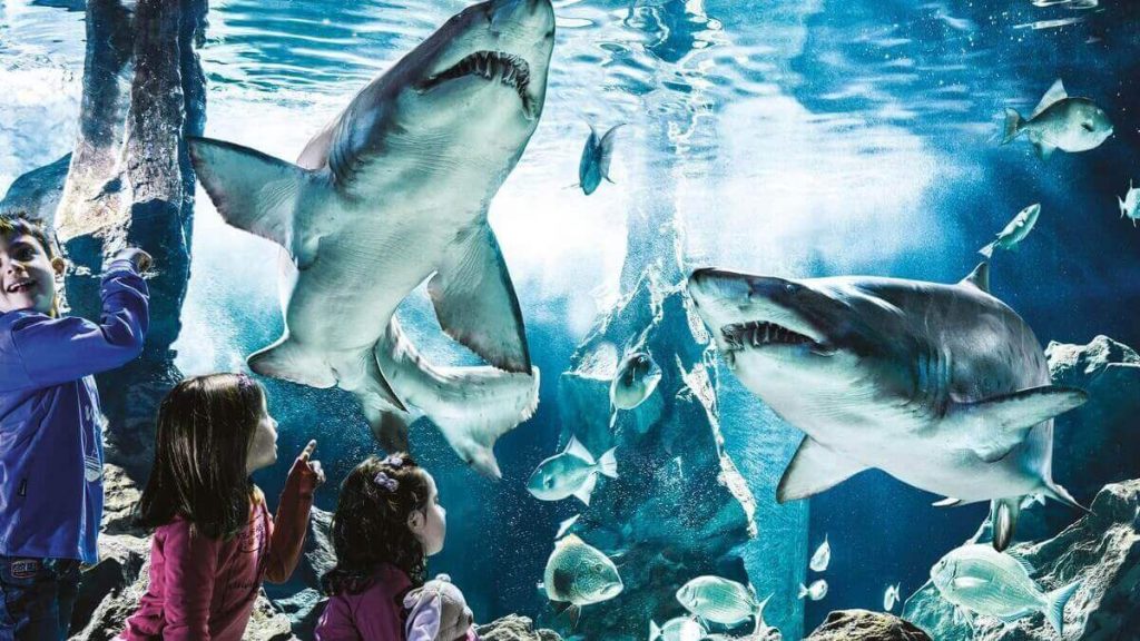 Vasca degli Squali all'Acquario di Cattolica