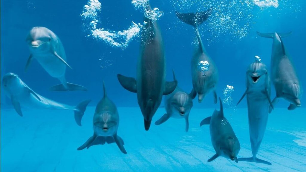 Delfini al Parco Oltremare di Riccione