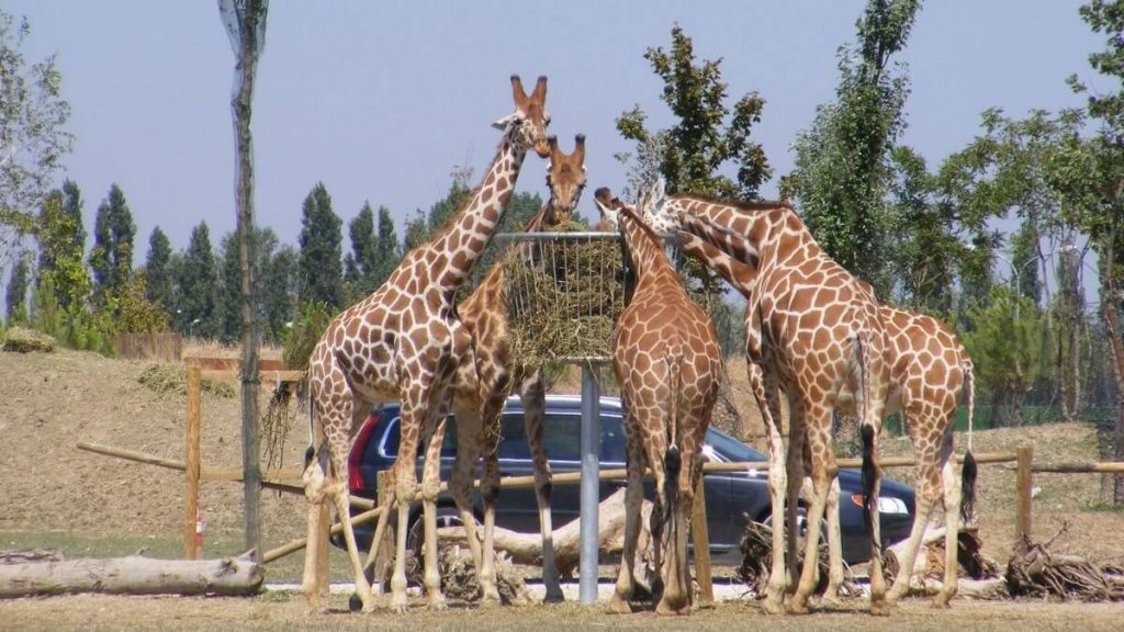 Giraffe al Parco Zoo Safari di Ravenna, vicino Mirabilandia